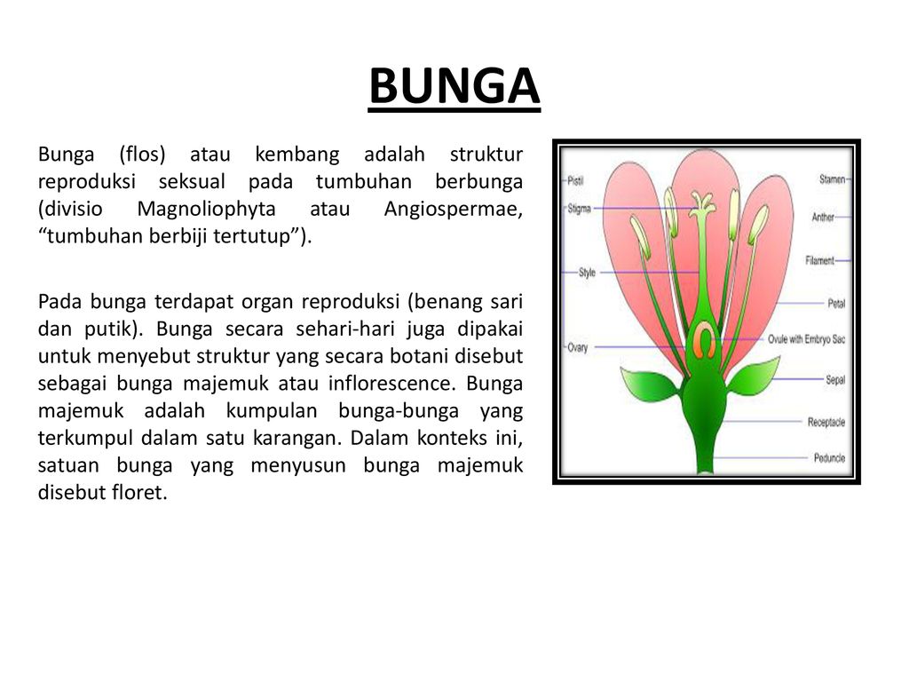 Struktur Dan Perkembangan Tumbuhan 1 Angyospermae Dicotyledonae Ppt Download