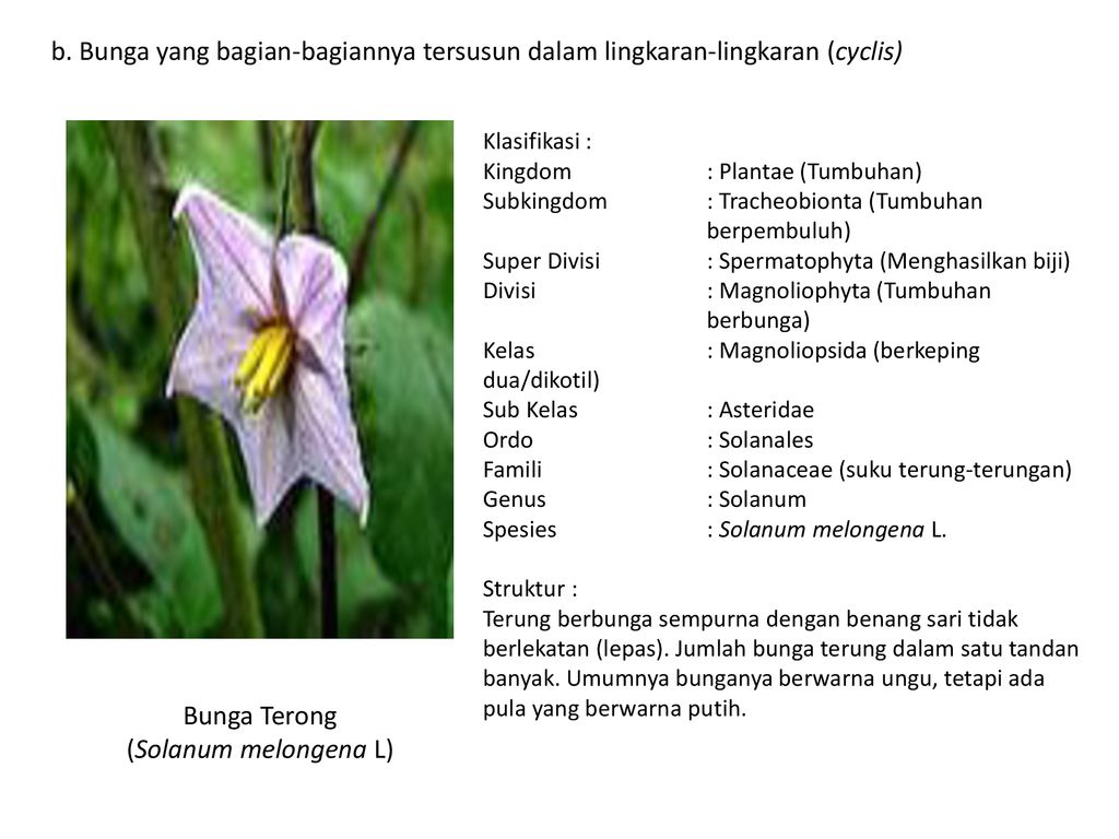Struktur Dan Perkembangan Tumbuhan 1 Angyospermae Dicotyledonae Ppt Download