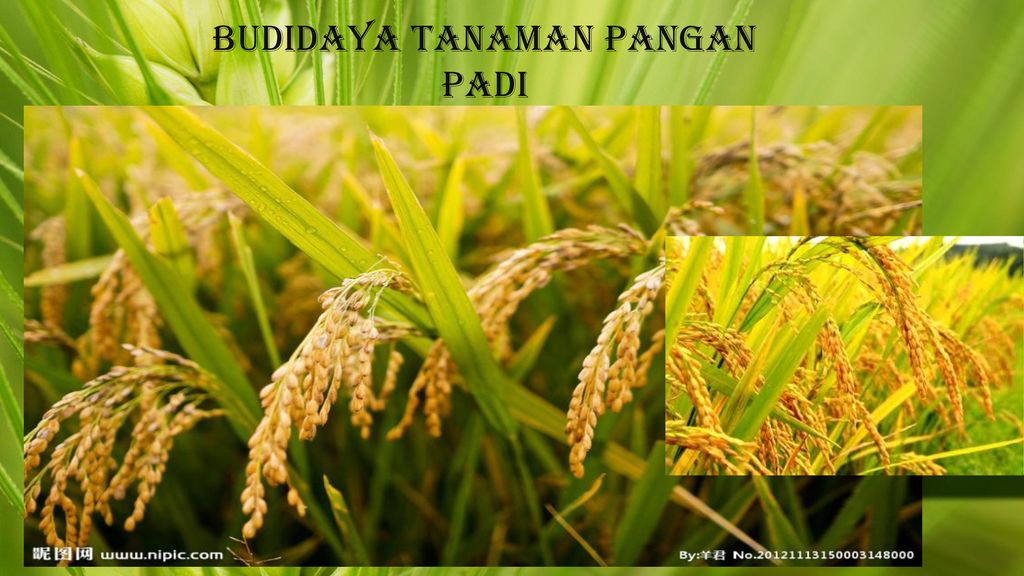 Budidaya Tanaman Pangan Padi Ppt Download