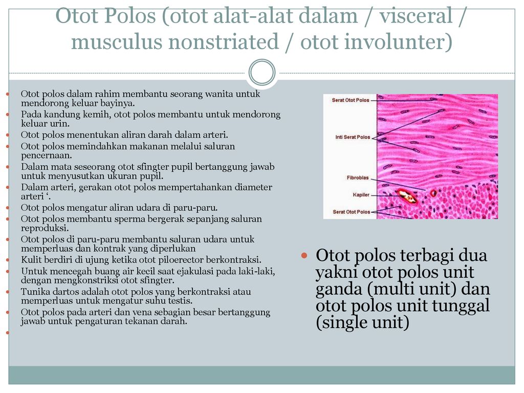 Gambar Otot Polos – Denah