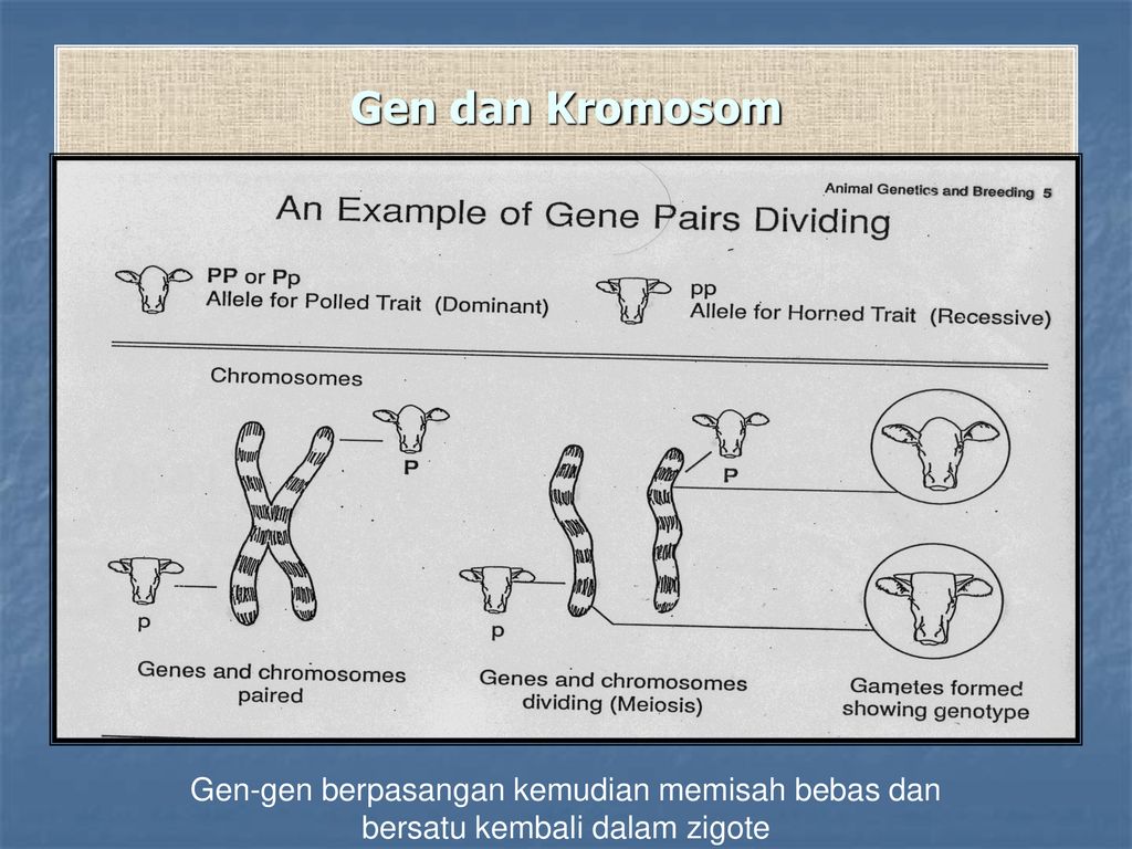 Какое количество хромосом в зиготе человека