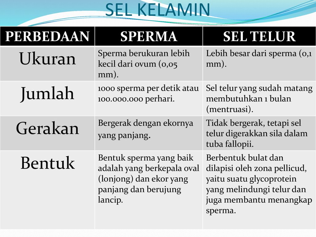 Sistem Reproduksi Pada Manusia Ppt Download 1123