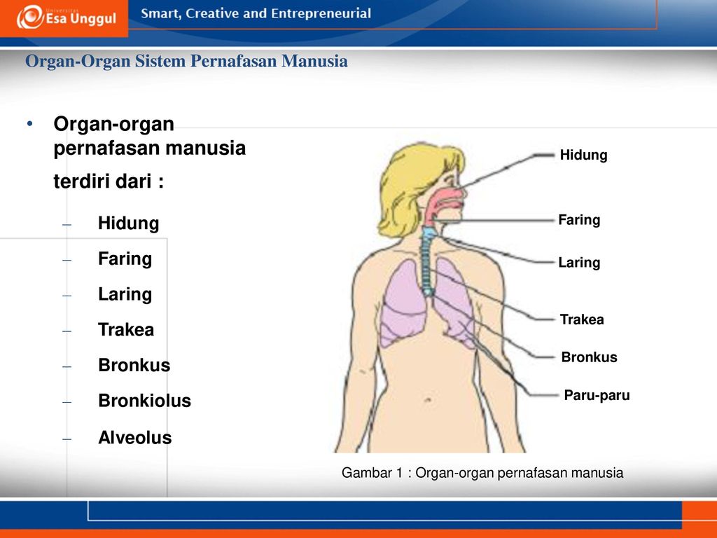 Prodi Rmik Fakultas Ilmu Ilmu Kesehatan Ppt Download