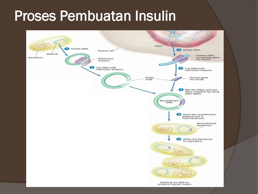 Pembuatan insulin bagi penderita diabetes melitus melibatkan beberapa cabang biologi tertentu