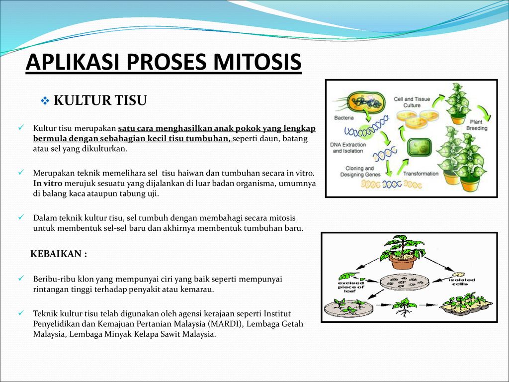 Proses Pembahagian Sel Ppt Download