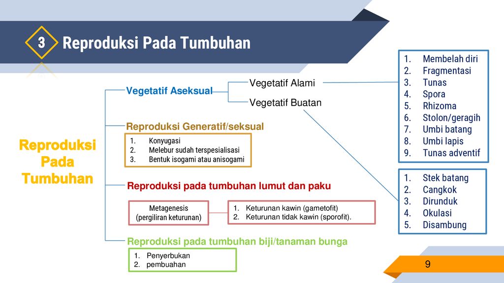 16+ Perkembangbiakan hewan vegetatif download