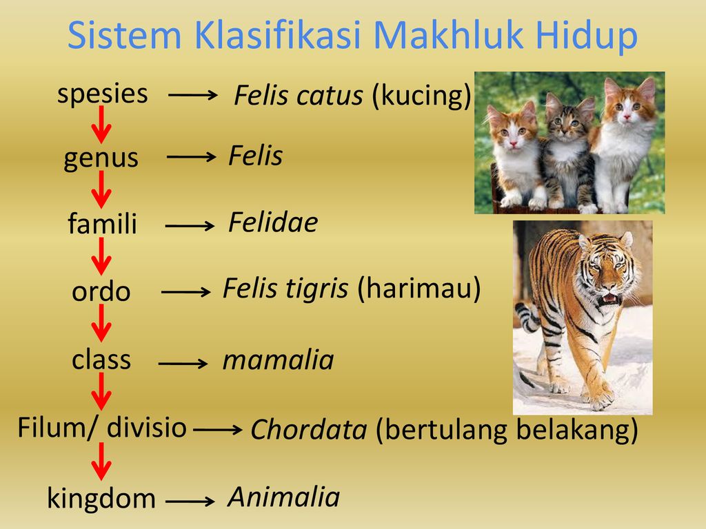 Biofer dan Makluk Hidup - ppt download