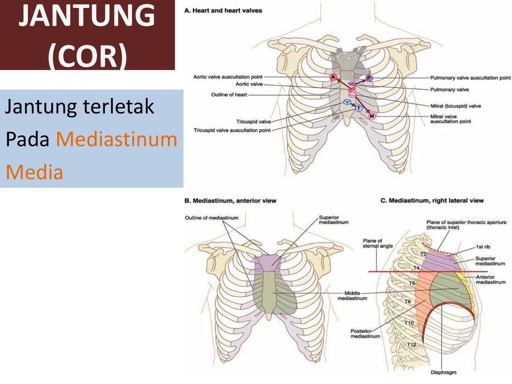 42+ Anatomi Jantung Mediastinum