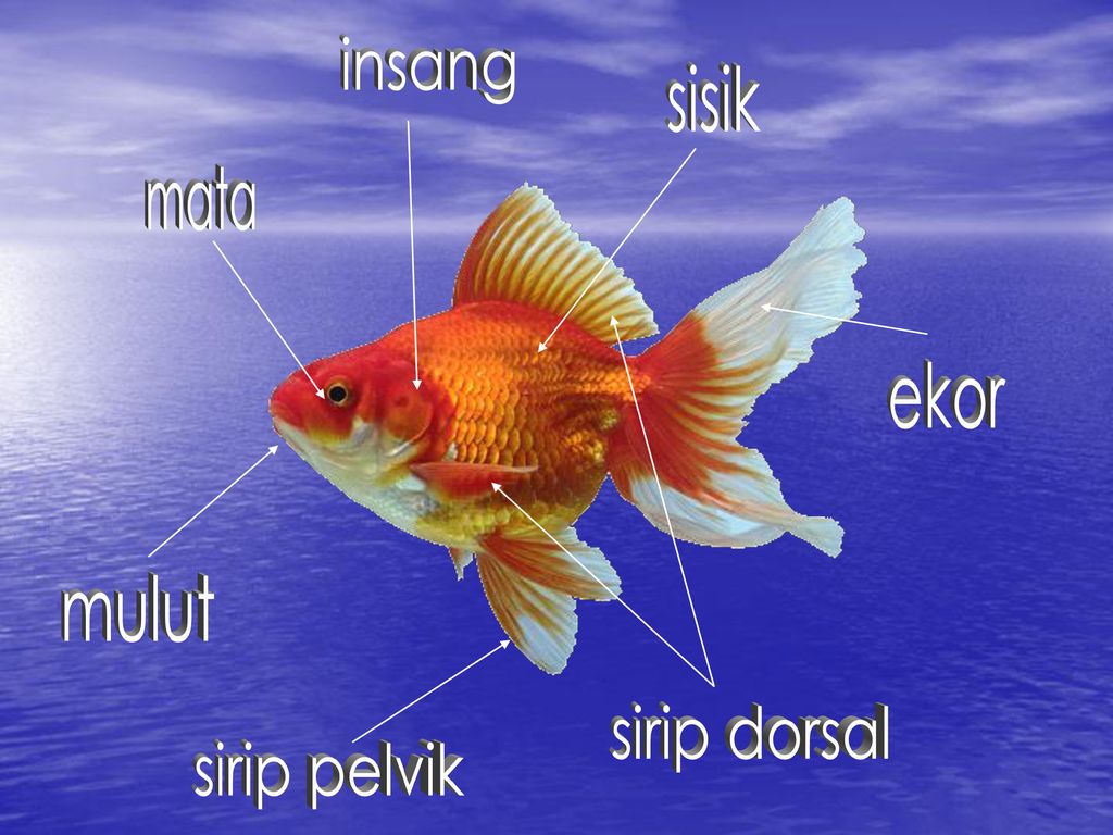 Mengenal Bahagian Bahagian Luar Ikan Dan Fungsinya Ppt Download