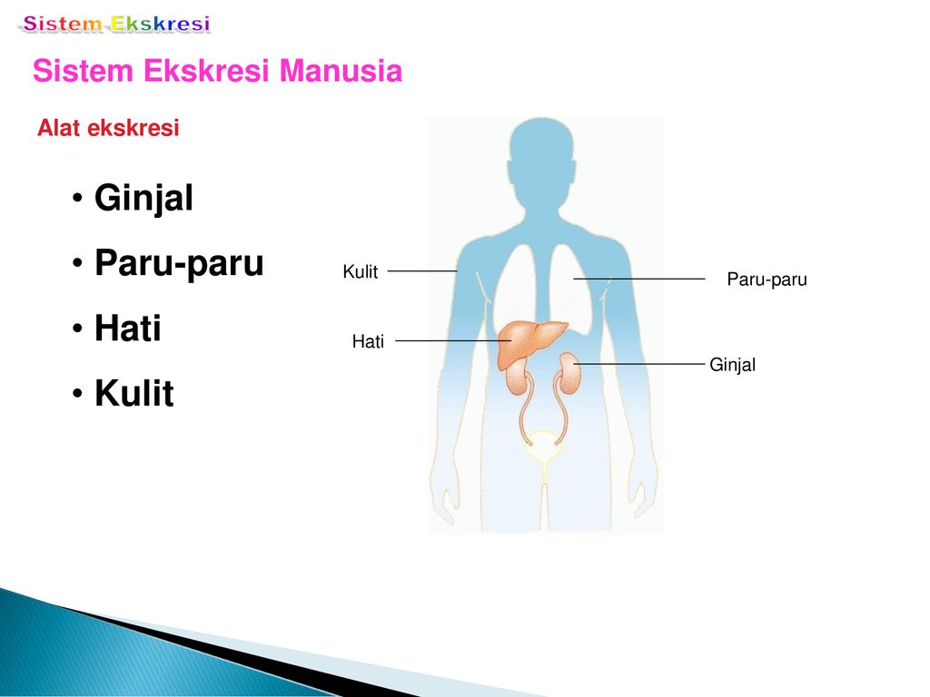 Unduh 74 Gambar Ginjal Paru-Paru Hati Kulit Paling Bagus Gratis