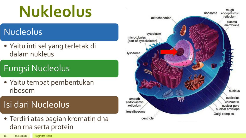 Fungsi nukleolus pada sel hewan