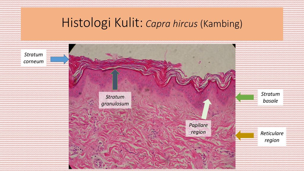 Histologi Kulit Docx