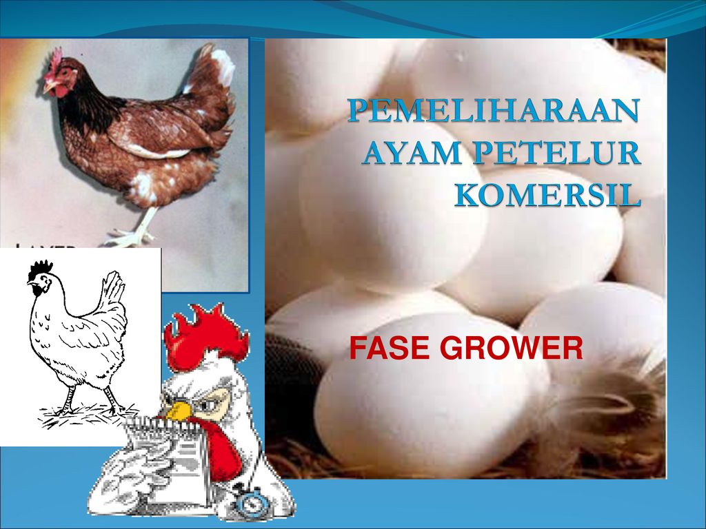 Pemeliharaan Ayam Petelur Komersil Ppt Download