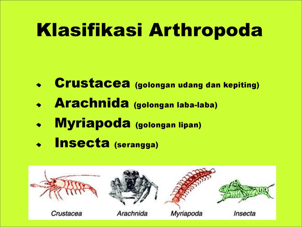 Arthropoda apa kelas pada sajakah pembagian Peranan Arthropoda
