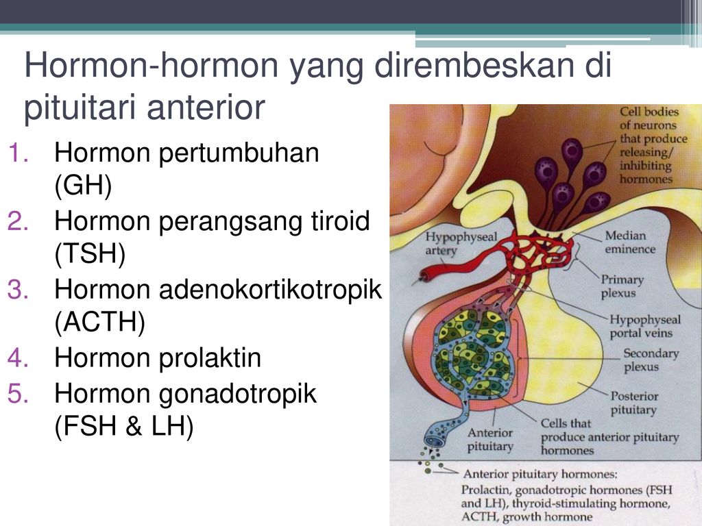 Anatomi Fisiologi Sistem Endokrin Ppt Download