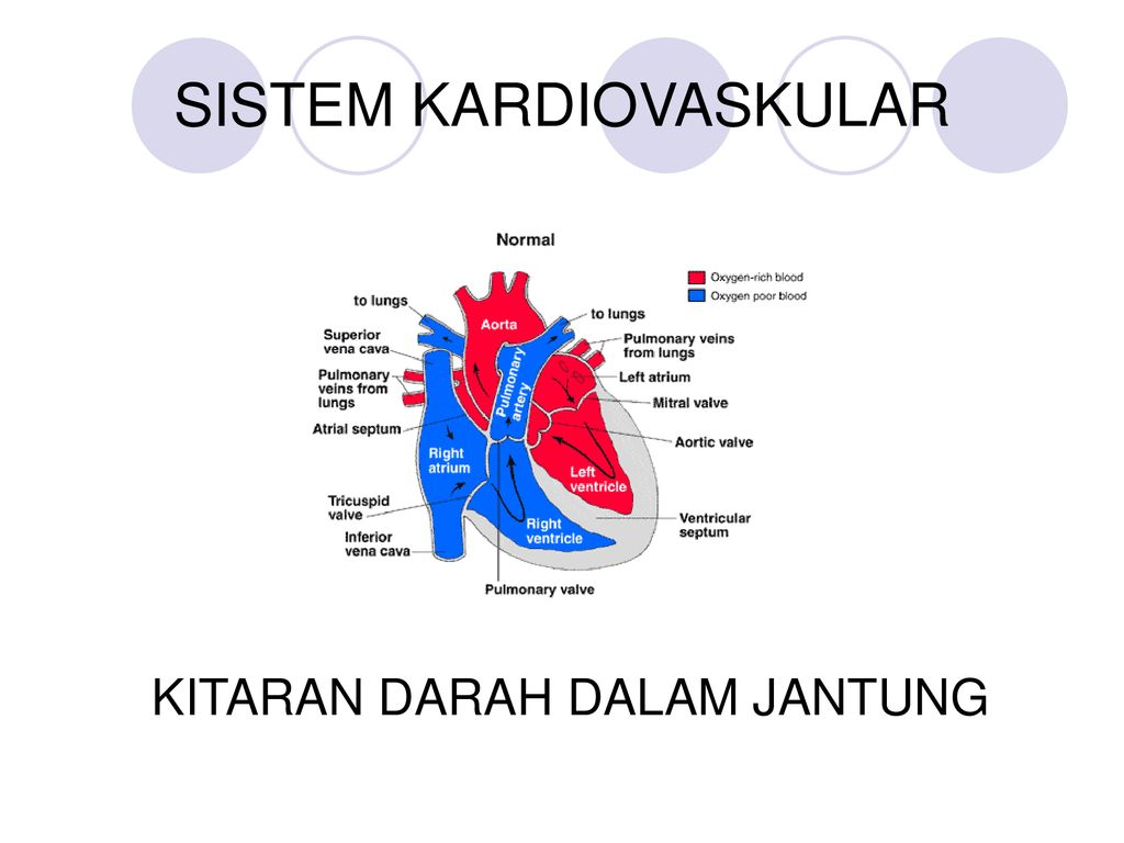 Anatomi Dan Fisiologi Sistem Kardiovaskular Ppt Download