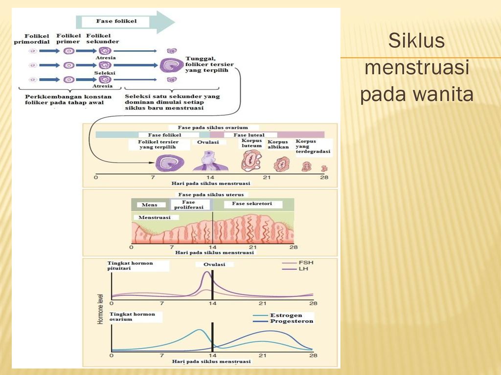 Biologi Sma Ma Kelas Xi Ppt Download