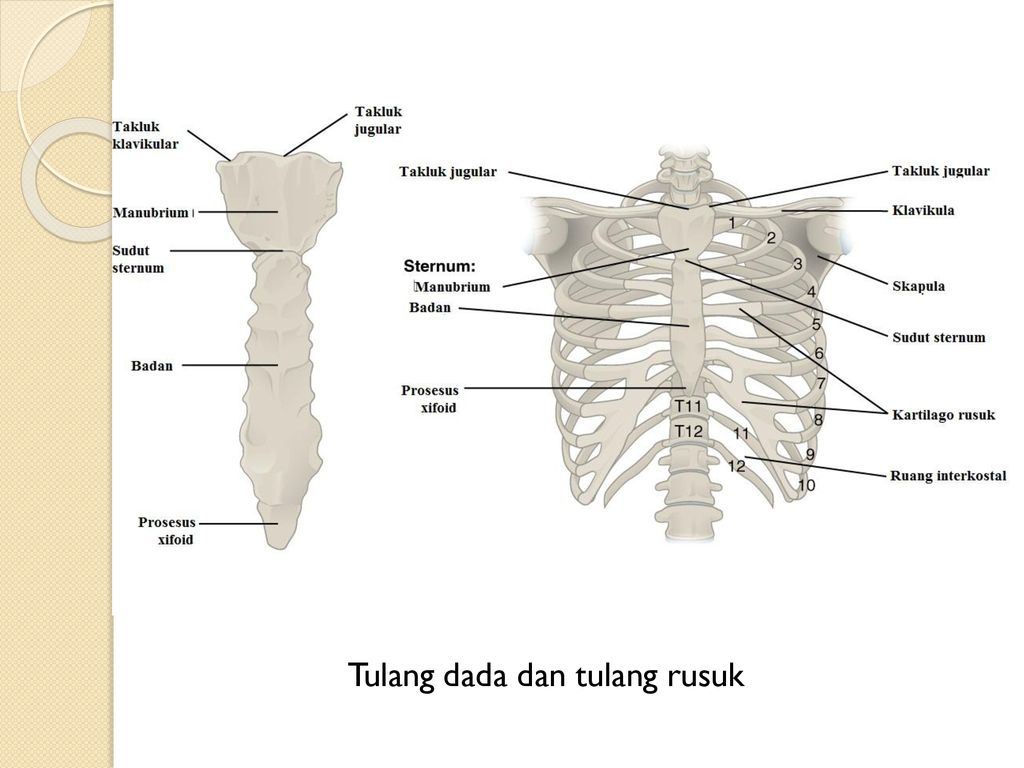 Tulang dada dan tulang rusuk