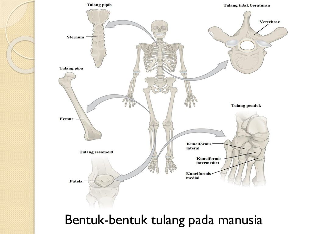 Bentuk-bentuk tulang pada manusia