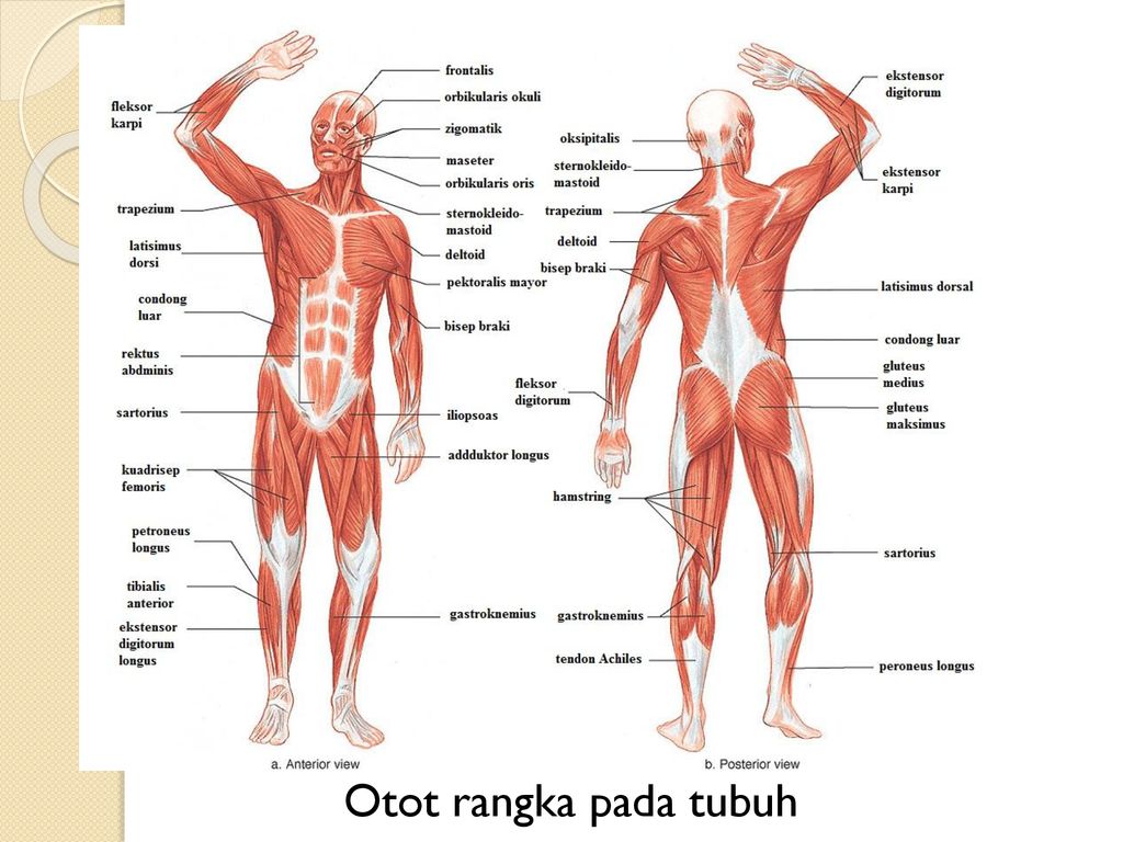 Otot rangka pada tubuh