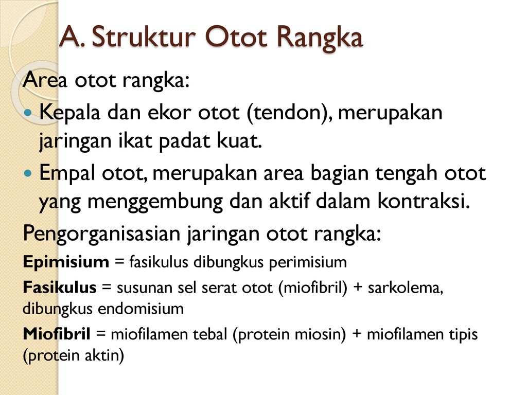 A. Struktur Otot Rangka Area otot rangka: