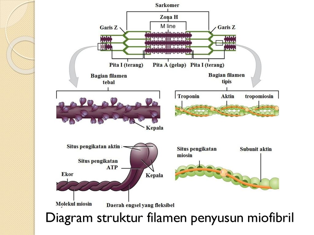 Diagram struktur filamen penyusun miofibril