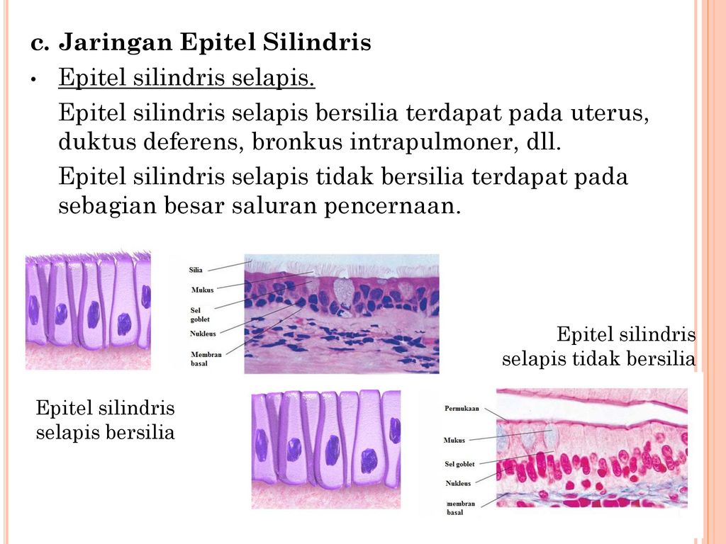 c. Jaringan Epitel Silindris Epitel silindris selapis.