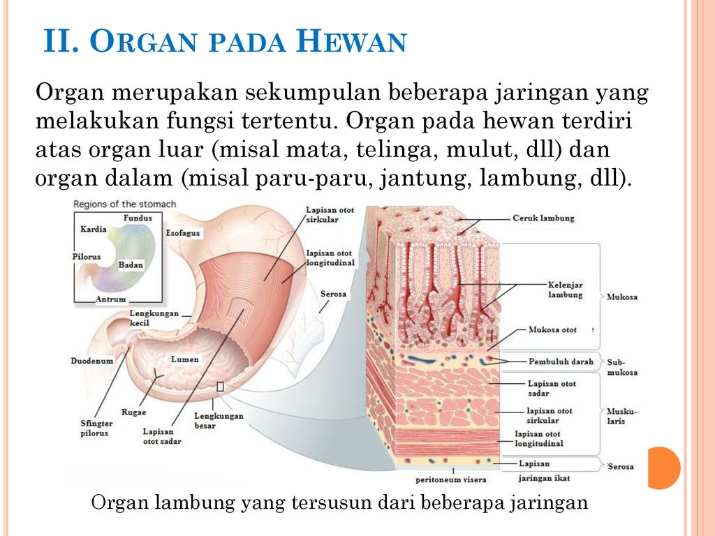 II. Organ pada Hewan