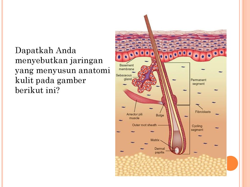 Dapatkah Anda menyebutkan jaringan yang menyusun anatomi kulit pada gamber berikut ini