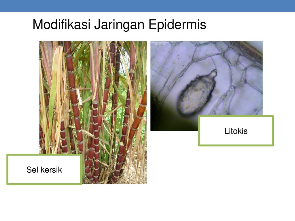 Download 540 Koleksi Gambar Hasil Modifikasi Jaringan Epidermis Keren Gratis