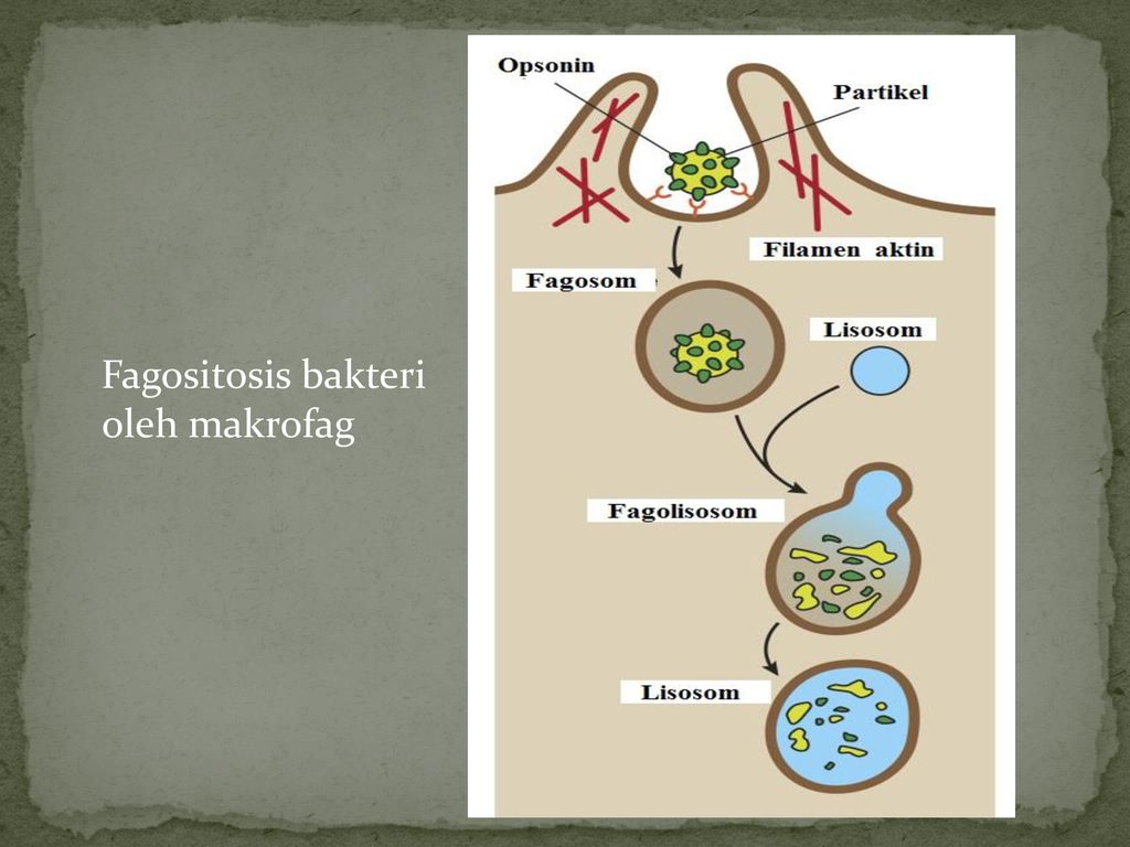 Fagositosis bakteri oleh makrofag