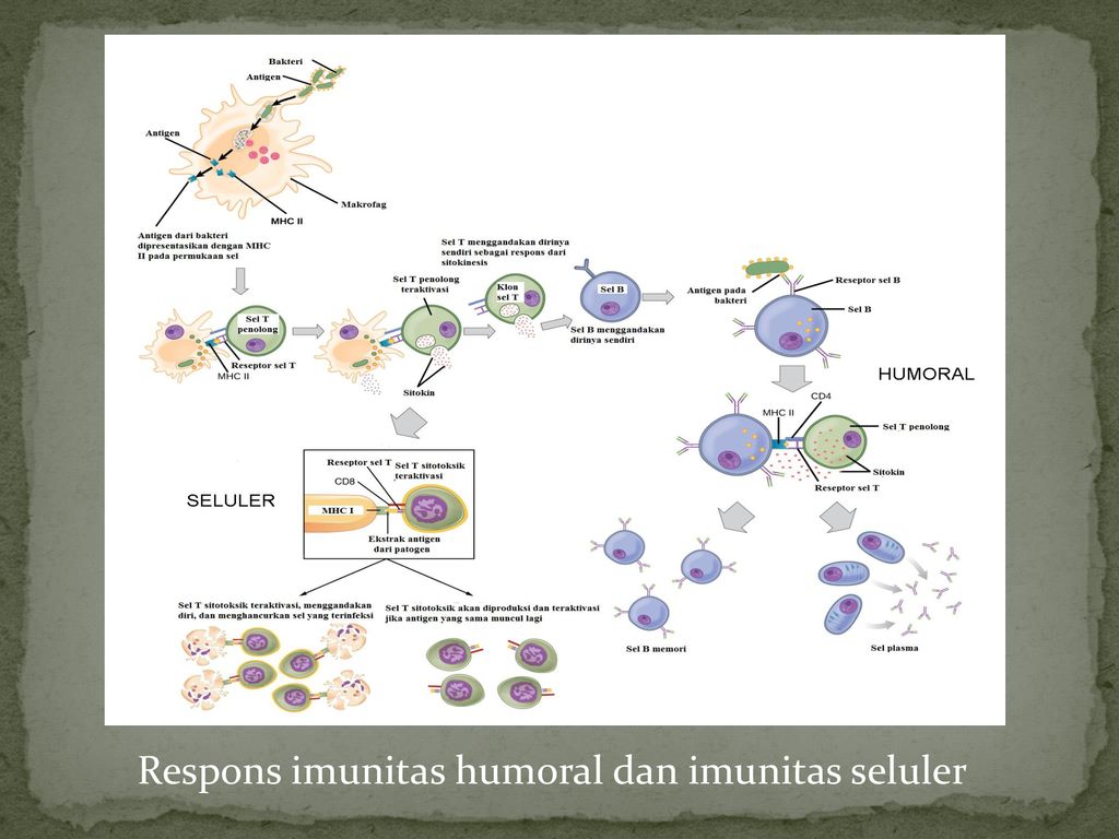 Respons imunitas humoral dan imunitas seluler