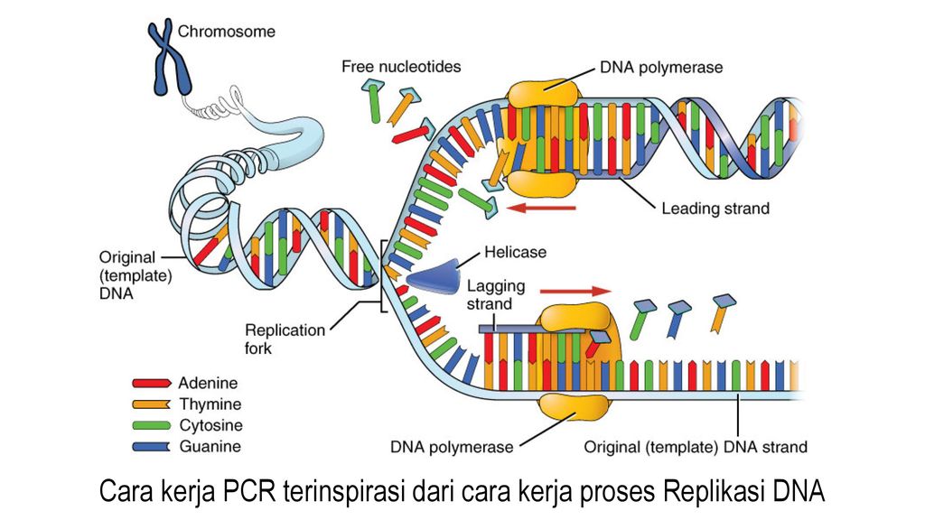 Cara kerja PCR terinspirasi dari cara kerja proses Replikasi DNA