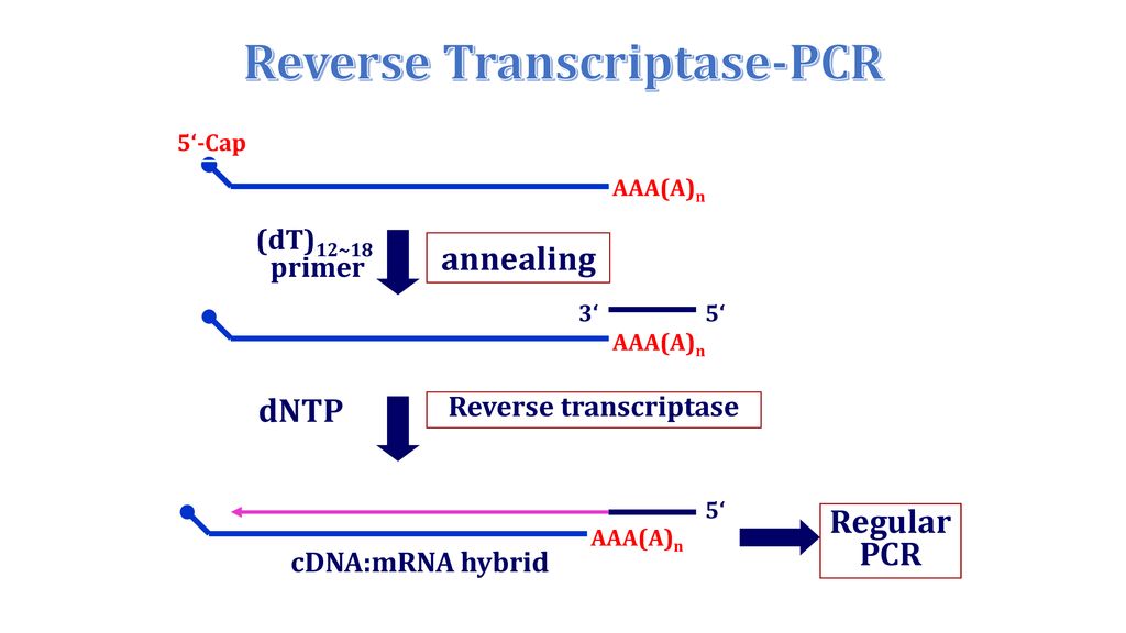Reverse Transcriptase-PCR