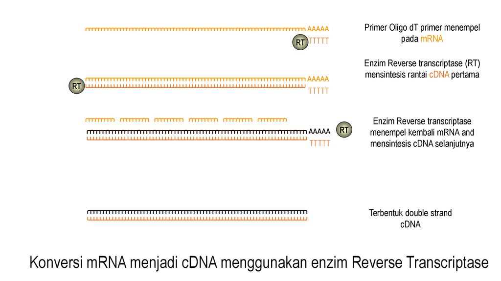 Konversi mRNA menjadi cDNA menggunakan enzim Reverse Transcriptase