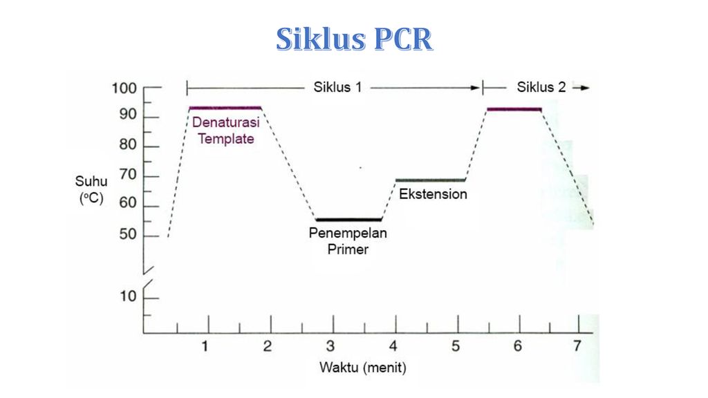 Siklus PCR