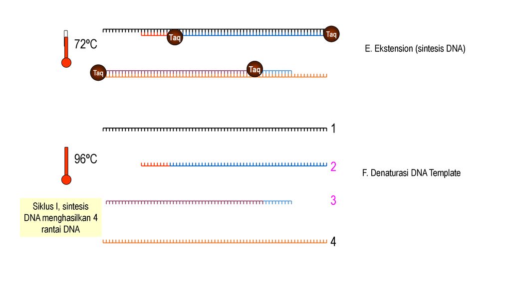 Siklus I, sintesis DNA menghasilkan 4 rantai DNA