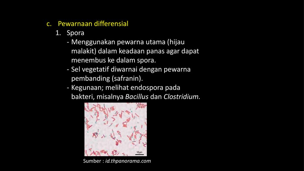 Monera Ppt Download