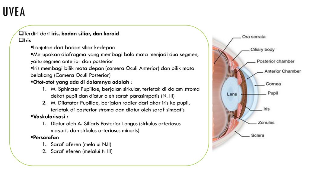 UVEA Terdiri dari iris, badan siliar, dan koroid Iris