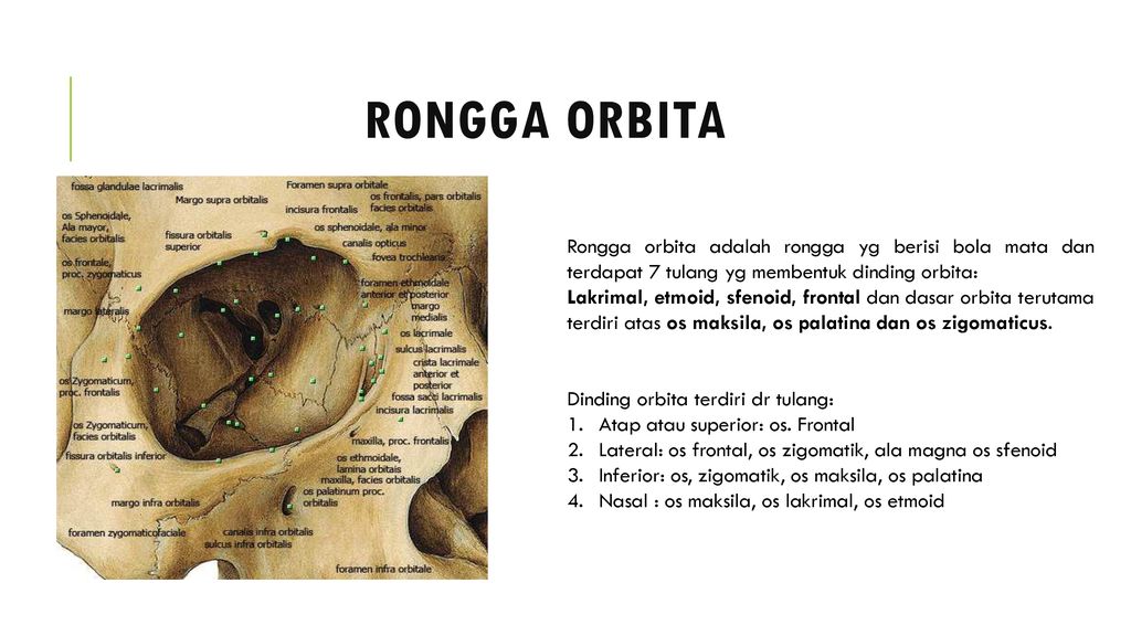 RONGGA ORBITA Rongga orbita adalah rongga yg berisi bola mata dan terdapat 7 tulang yg membentuk dinding orbita: