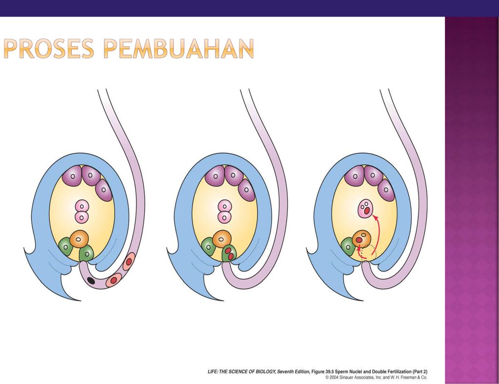 Pembentukan Dan Perkembangan Benih Ppt Download