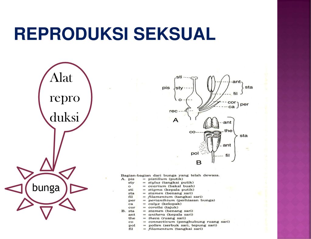 Pembentukan Dan Perkembangan Benih Ppt Download