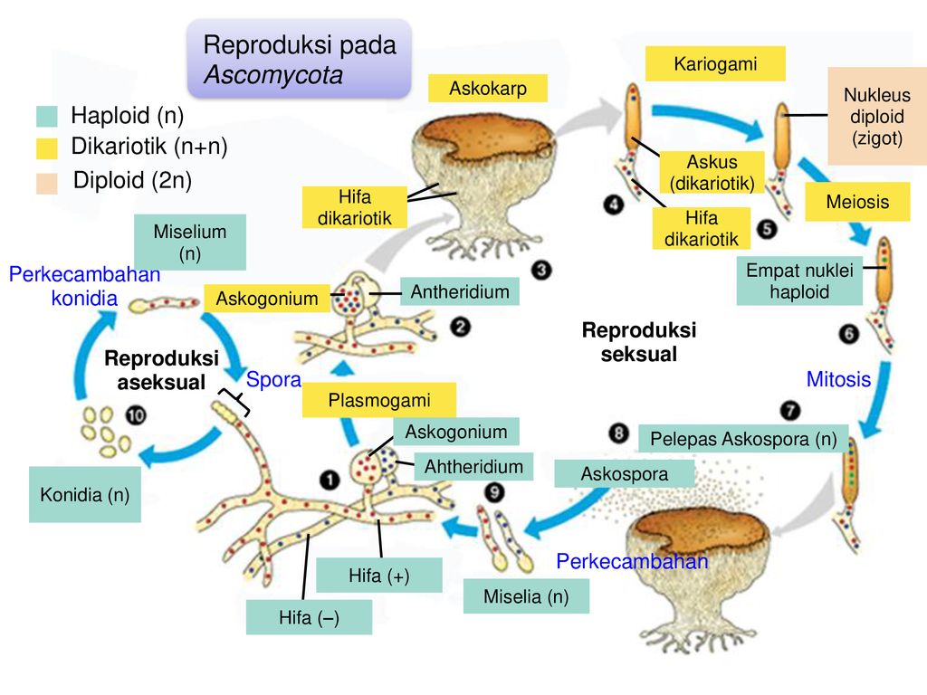 Cara reproduksi divisi jamur Ascomycota