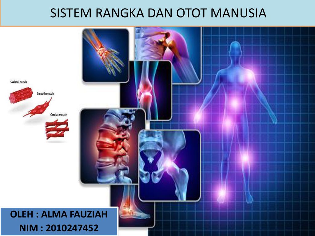 Sistem Rangka Dan Otot Manusia Ppt Download