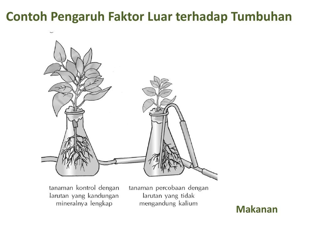 Pertumbuhan Dan Perkembangan Tumbuhan Ppt Download