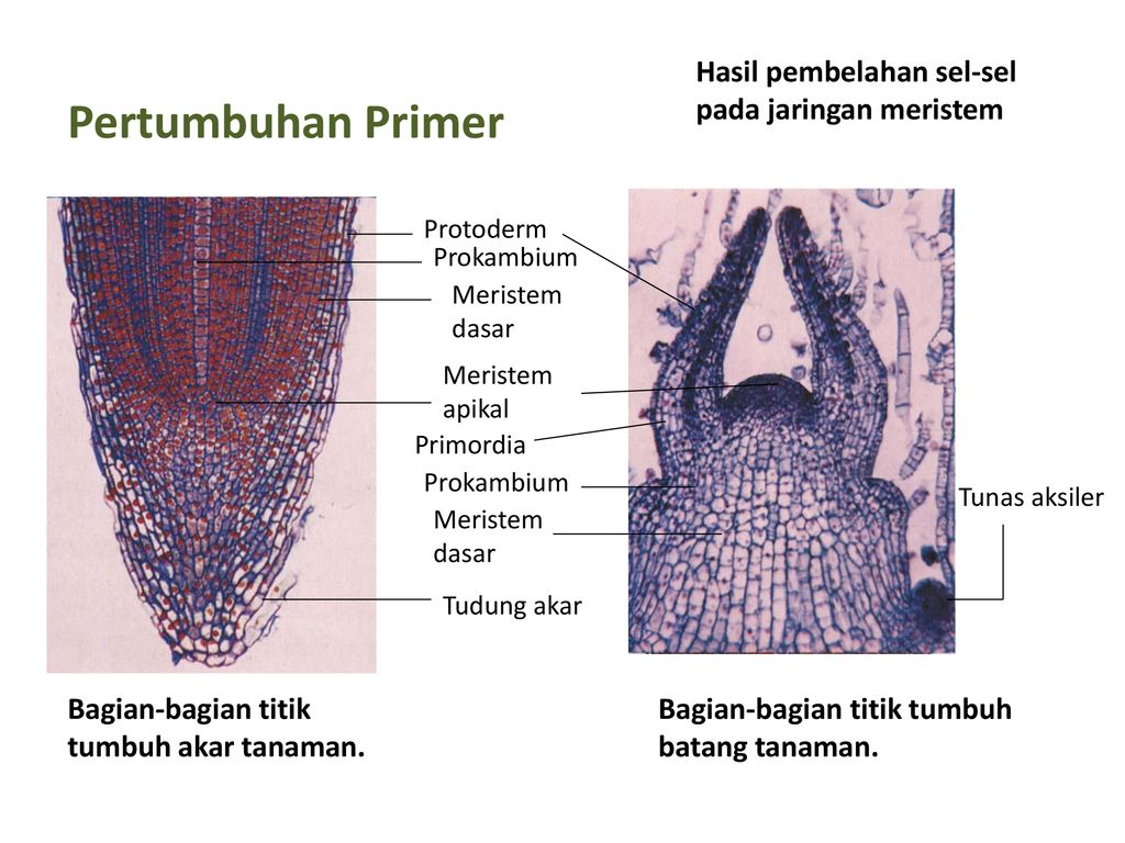 Pertumbuhan dan Perkembangan Tumbuhan ppt download