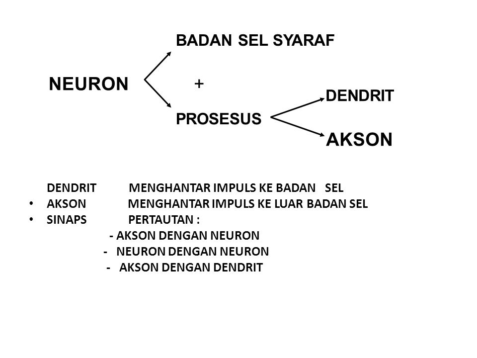 NEURON AKSON + BADAN SEL SYARAF PROSESUS