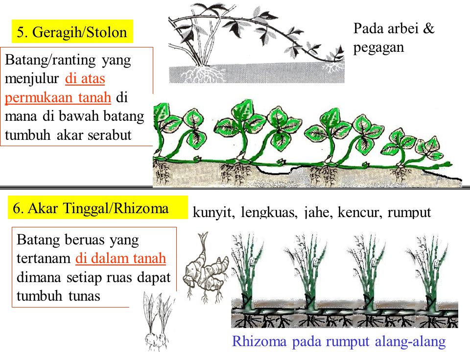 Pada arbei & pegagan 5. Geragih/Stolon. Batang/ranting yang menjulur di atas permukaan tanah di mana di bawah batang tumbuh akar serabut.