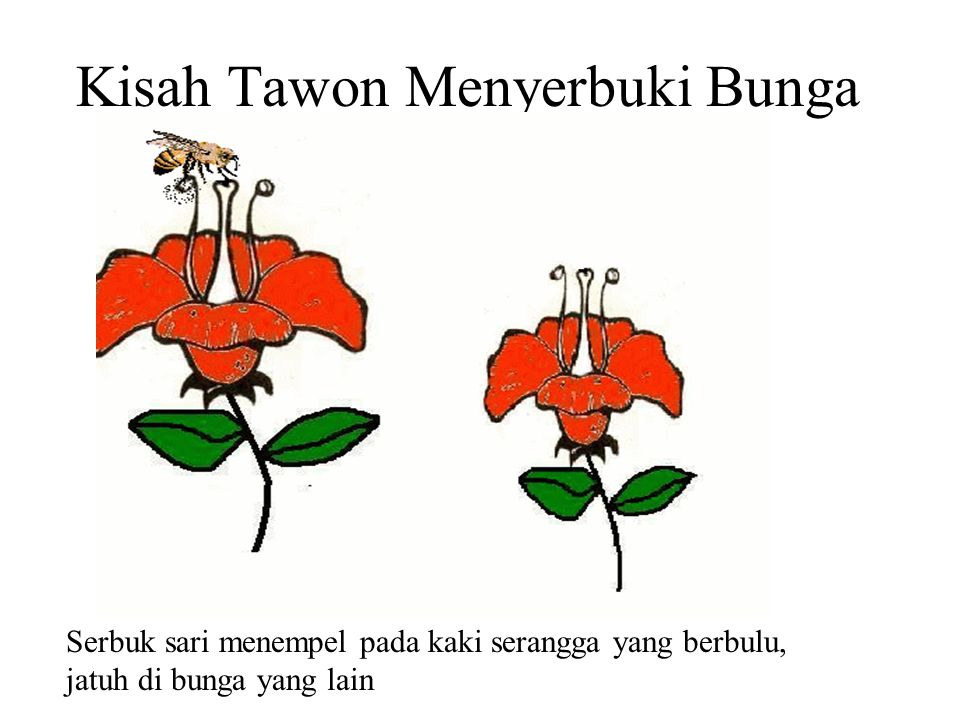 Kisah Tawon Menyerbuki Bunga