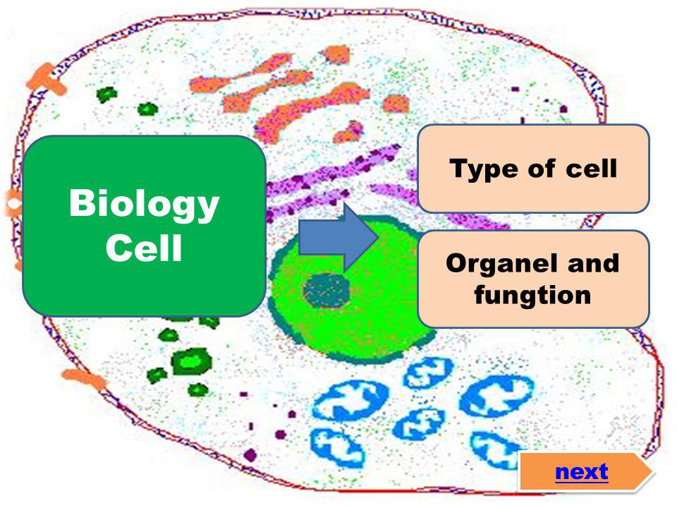 Type of cell Organel and fungtion Biology Cell next